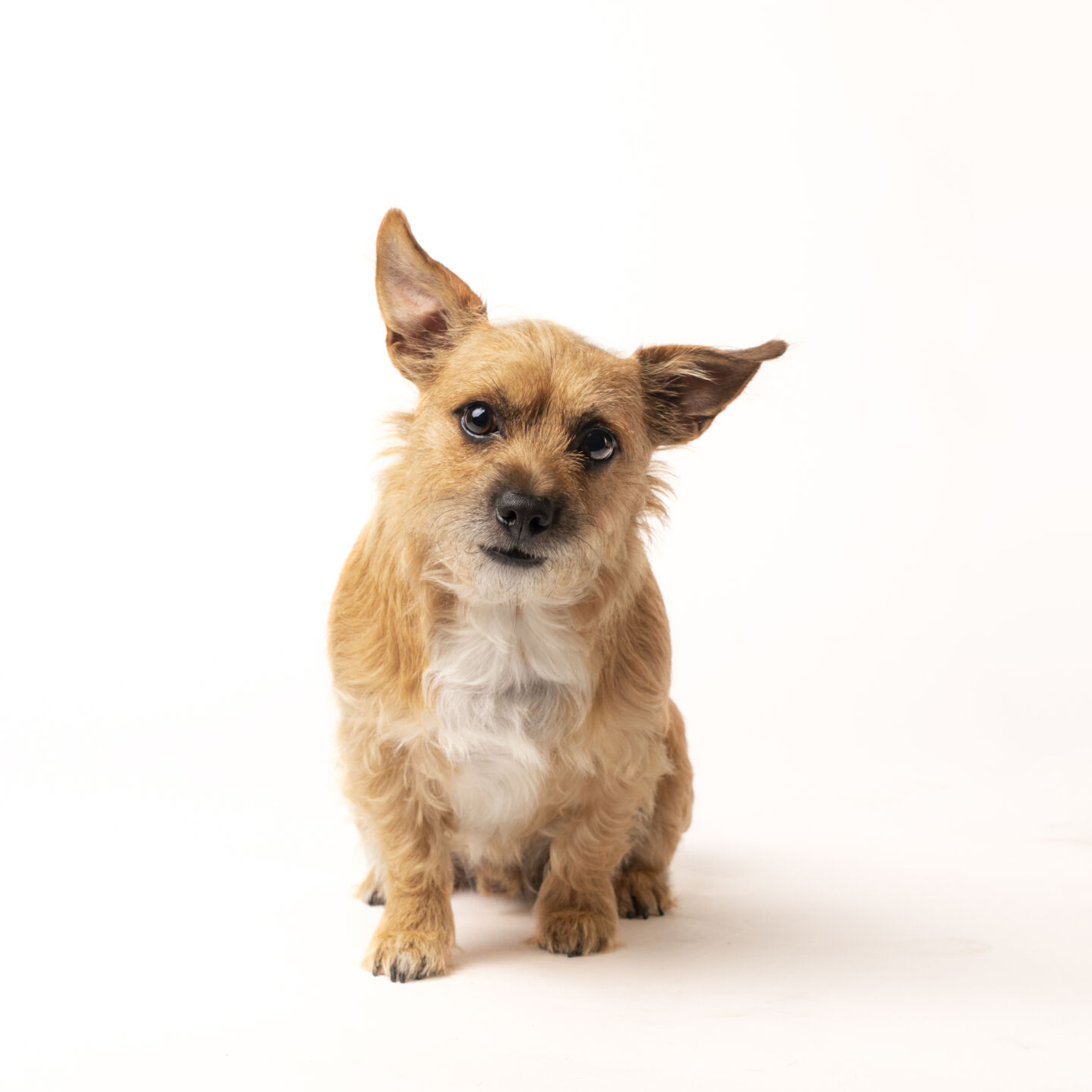 MUTT 19_Douglas_Cowan_Mutt_2.jpg